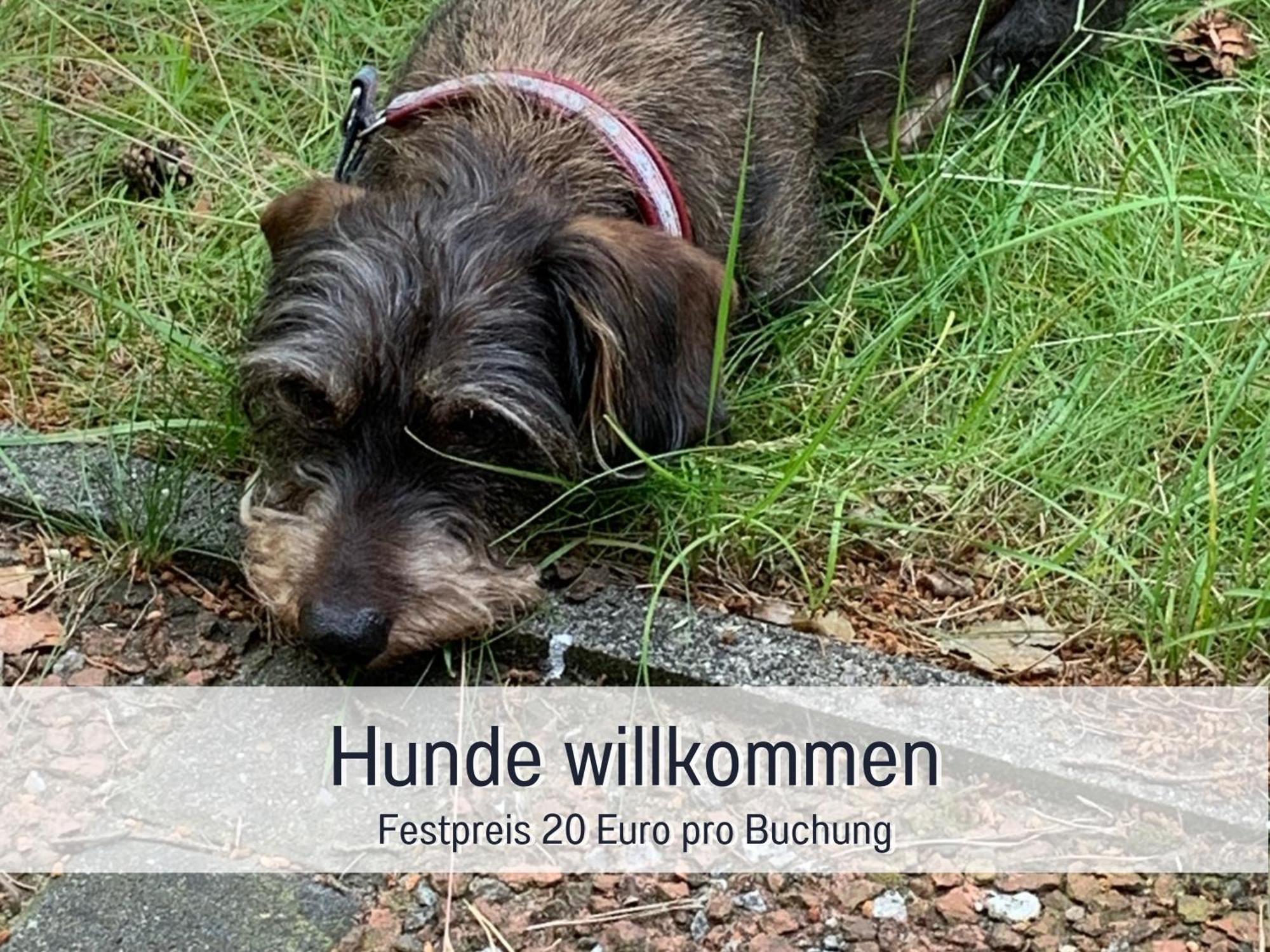 Ferienhaus Dackelglueck Schmallenberg Buitenkant foto